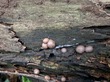 <b>Date:</b> Nov. 2019 & 2020<br><b>Location:</b> Aïn Zhalta cedar reserve<br><b>Photo:</b> Rana El Zein